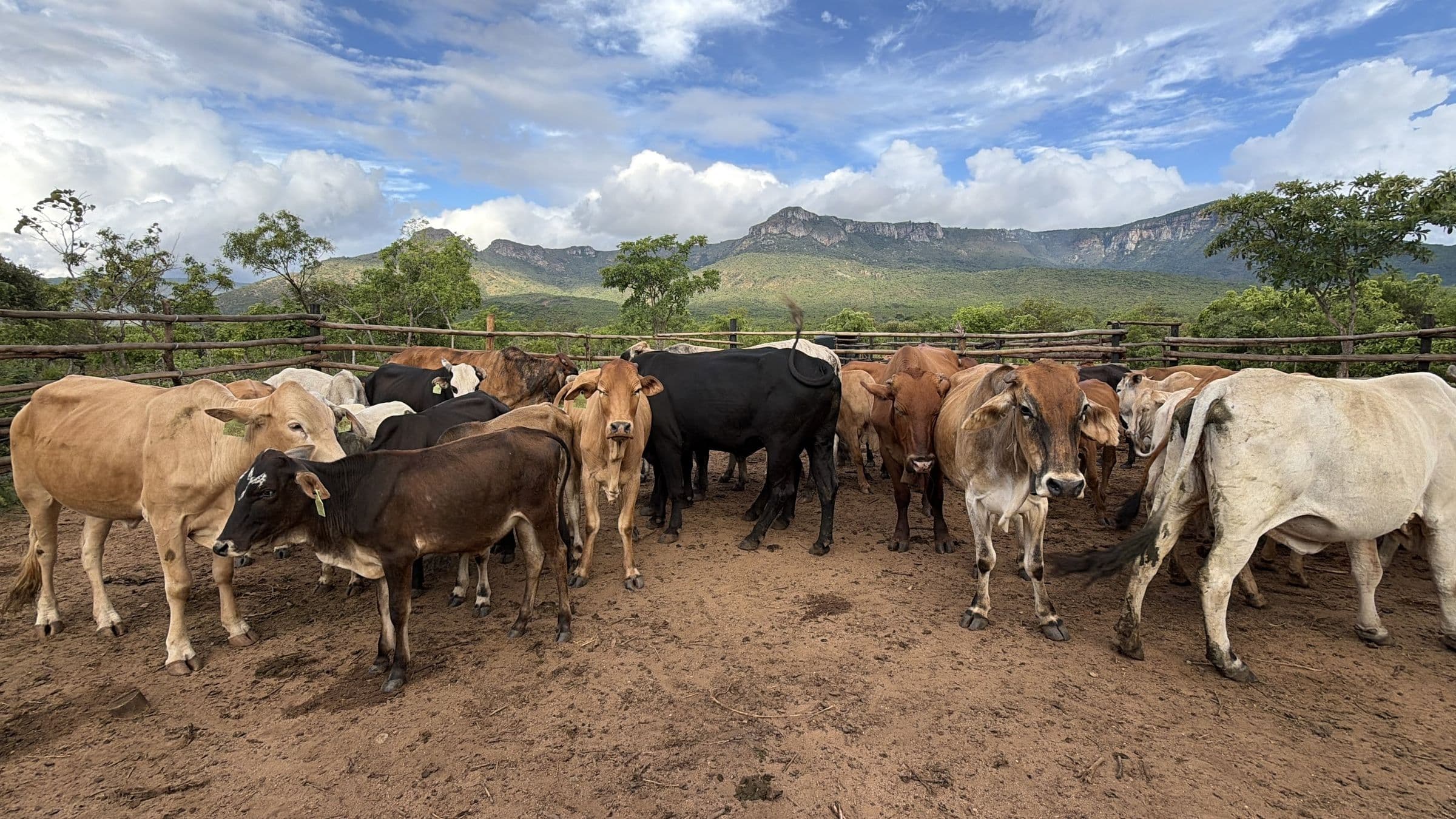 Boran cattle at Muozi Boran Stud