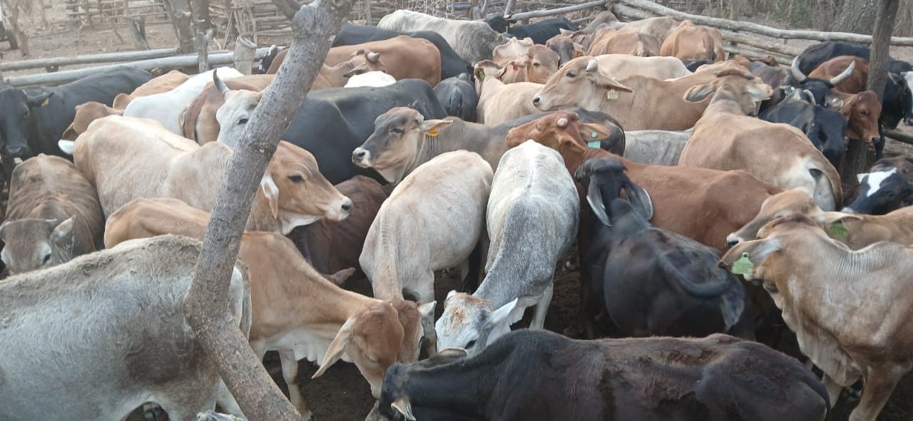 Boran cattle gathered at the kraal