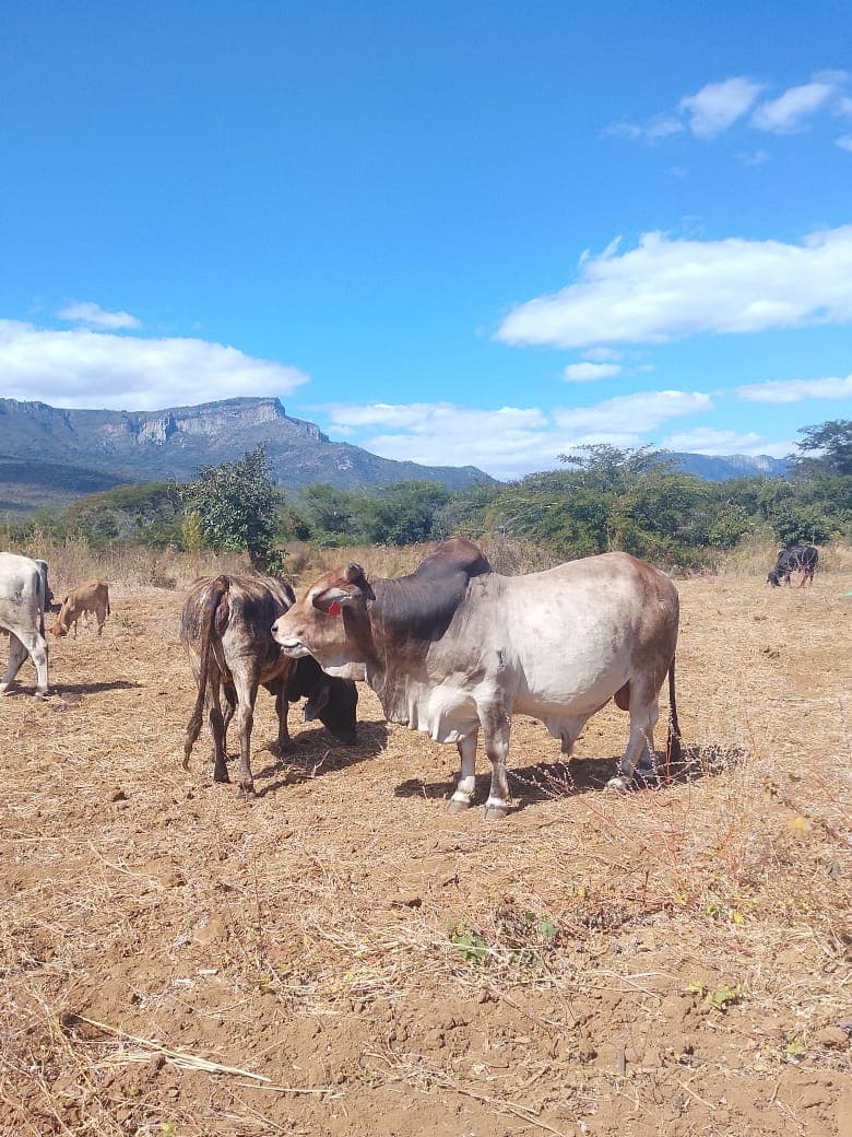 Young Boran herd grazing in the field at Muozi Boran Stud